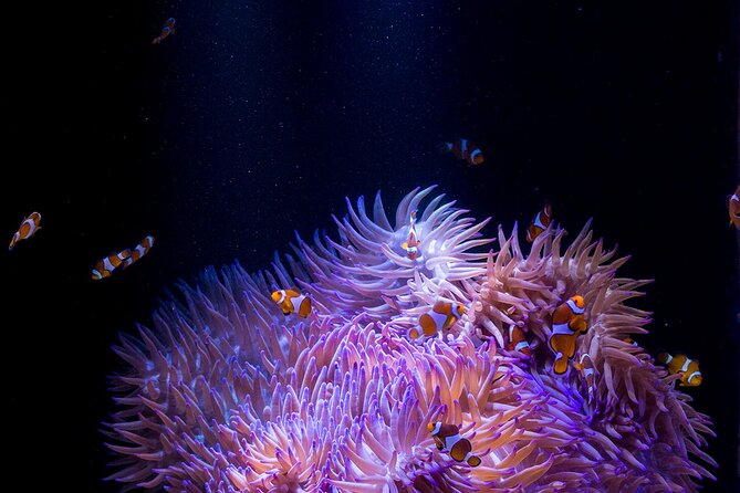 SEA LIFE Sunshine Coast Aquarium Entrance Ticket - Coral Cove, lionfish, and unusual species
