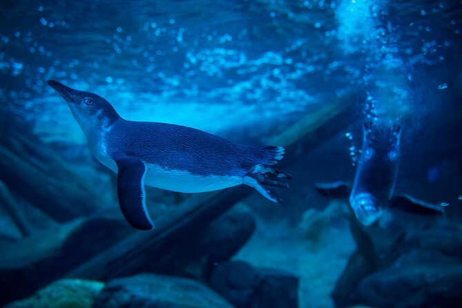 SEA LIFE Sunshine Coast Aquarium Entrance Ticket - Is the $27.54 ticket good value?