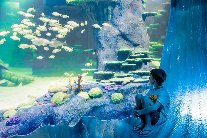 SEA LIFE Sydney Aquarium Entrance Ticket - Shark Valley and the underwater tunnels