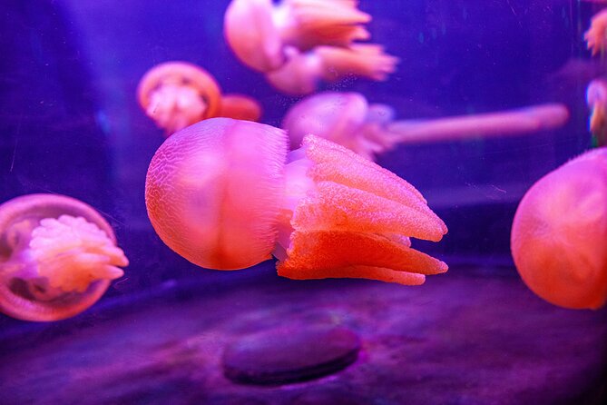 SEA LIFE Sydney Aquarium Entrance Ticket - How long should you spend inside?