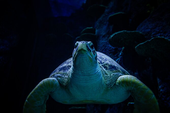 SEA LIFE Sydney Aquarium Entrance Ticket - Crowds, timing, and the feel of the visit