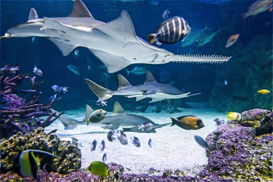 SEA LIFE Sydney Aquarium Entry Ticket - Key points to know before you go