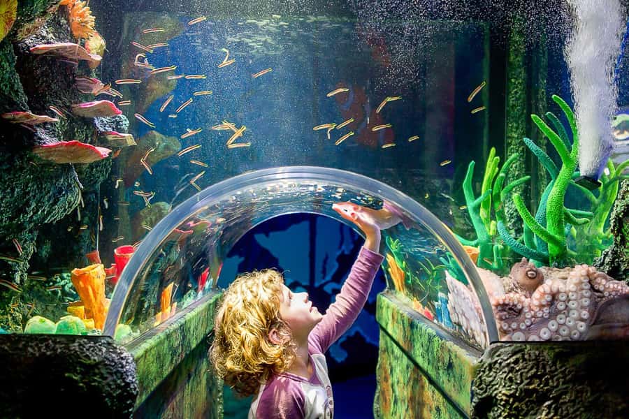 SEA LIFE Sydney Aquarium Entry Ticket - Arriving at Darling Harbour from central Sydney
