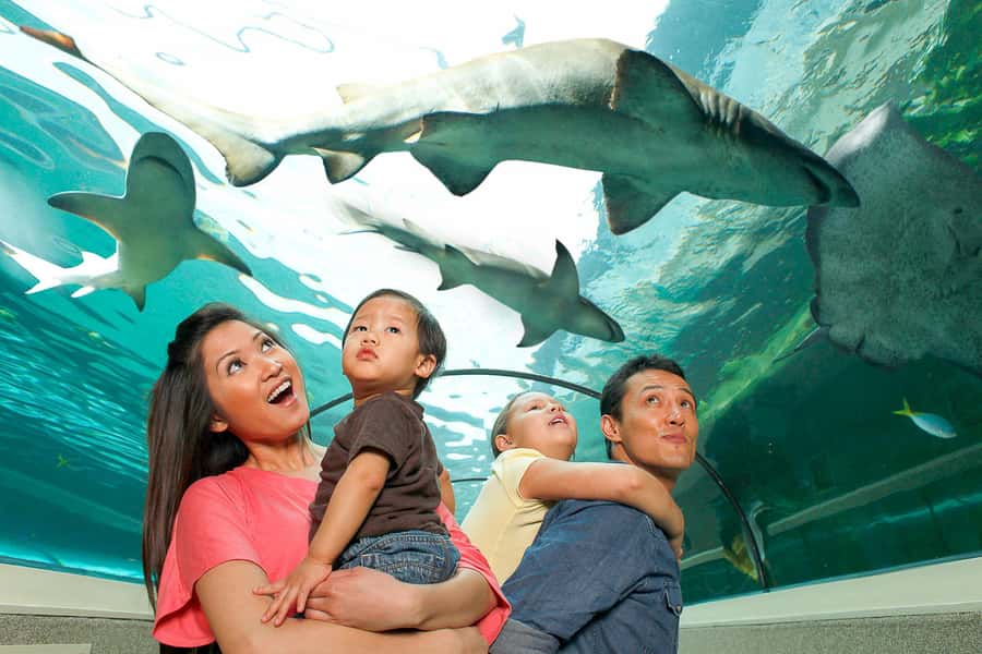 SEA LIFE Sydney Aquarium Entry Ticket - Great Barrier Reef displays and underwater tunnels