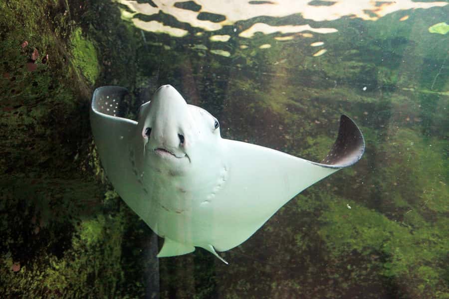 SEA LIFE Sydney Aquarium Entry Ticket - The Southern Oceans penguin experience