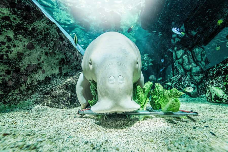 SEA LIFE Sydney Aquarium Entry Ticket - Pig the dugong and Australian wildlife