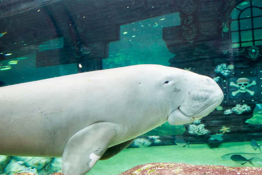 SEA LIFE Sydney Aquarium Entry Ticket - Talks, interactive displays, and the pace of the visit