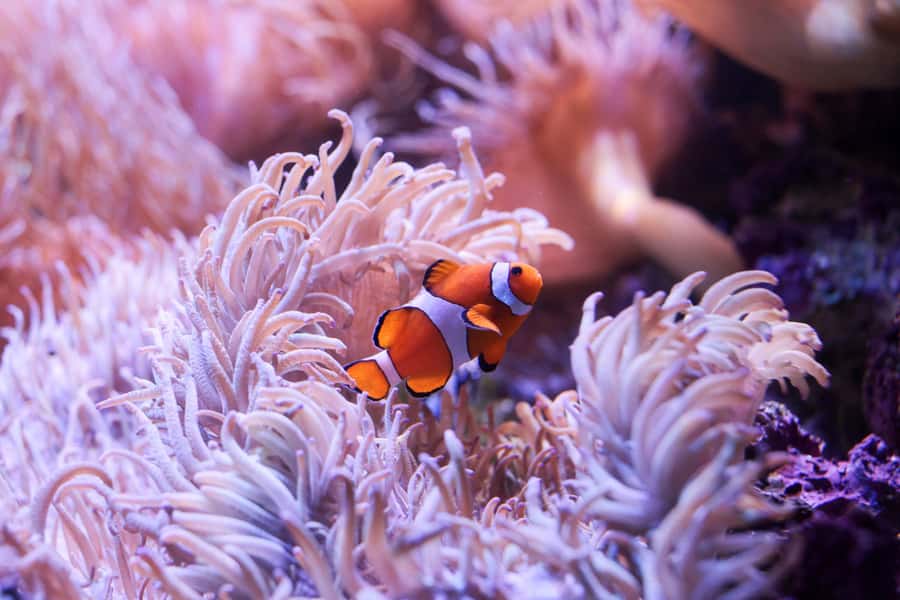 SEA LIFE Sydney Aquarium Entry Ticket - How crowded does SEA LIFE Sydney Aquarium get?