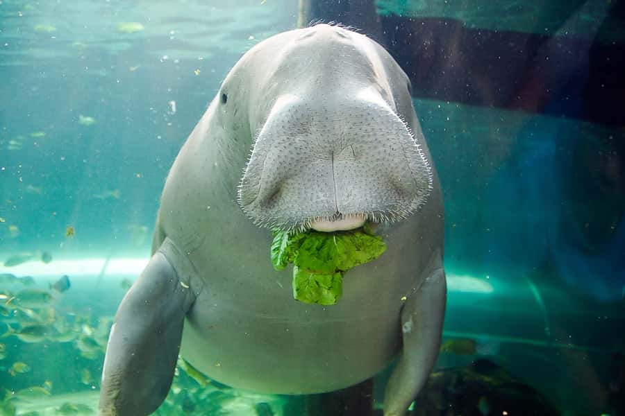 SEA LIFE Sydney Aquarium Entry Ticket - What the one-day ticket actually gives you