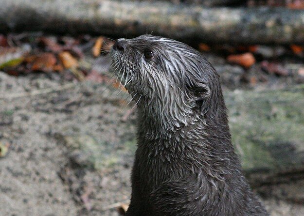 SEA LIFE Timmendorfer Strand Admission Ticket - Key points to know before you go