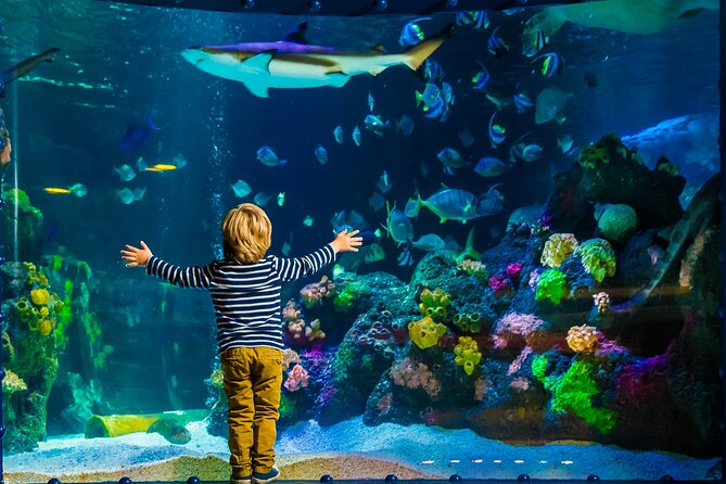 SEA LIFE Timmendorfer Strand Admission Ticket - The underwater tunnel and large marine animals