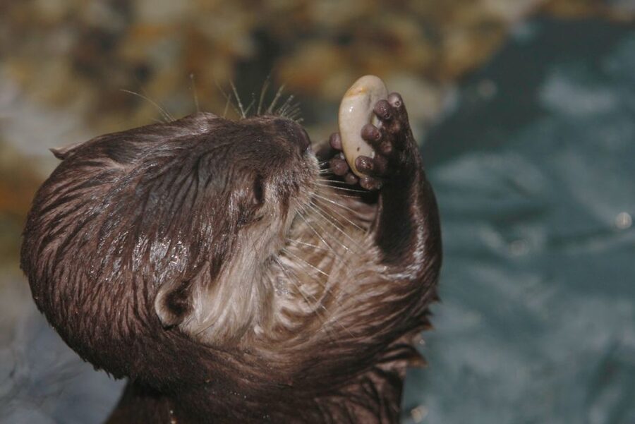 SEA LIFE Timmendorfer Strand Ticket - Getting there from Lübeck or by car