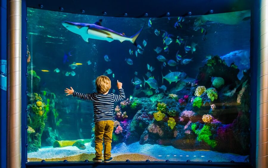 SEA LIFE Timmendorfer Strand Ticket - A compact aquarium beside the Baltic promenade