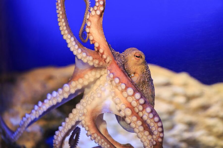 SEA LIFE Timmendorfer Strand Ticket - Feeding sessions are worth planning around