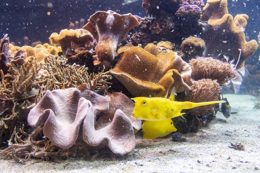 SEA LIFE Timmendorfer Strand Ticket - The touch pool offers a closer encounter