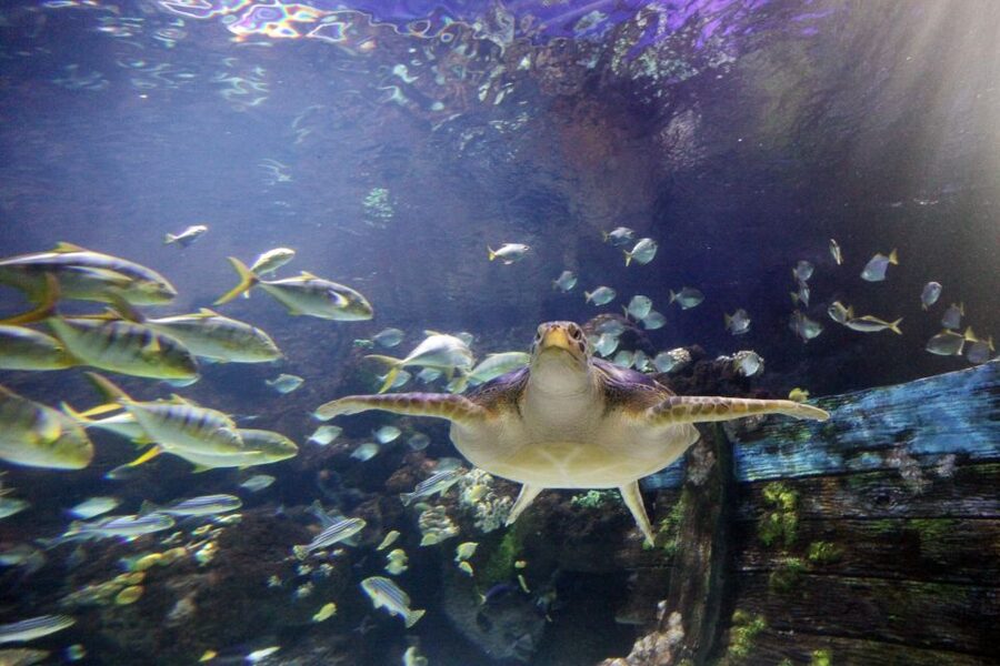 SEA LIFE Timmendorfer Strand Ticket - How much time should you allow?