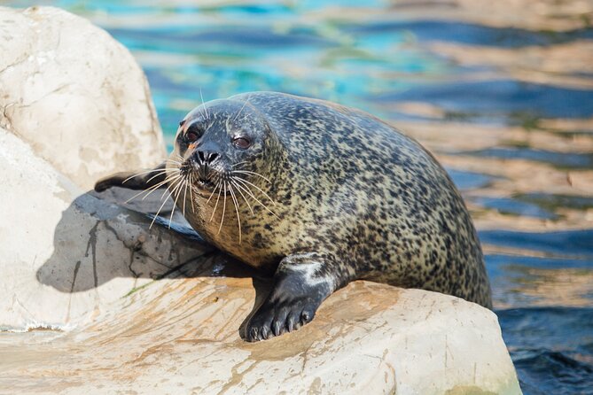 SEA LIFE Weymouth Admission Ticket - What to expect at Weymouth SEA LIFE Adventure Park