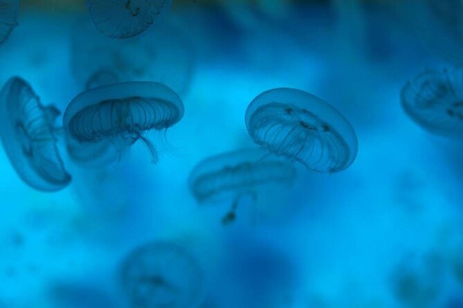 SEA LIFE Weymouth Admission Ticket - How the two-hour visit works for families