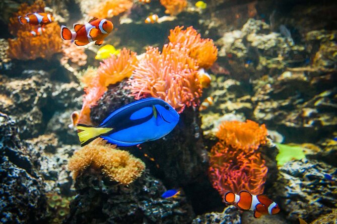 SEA LIFE Weymouth Admission Ticket - Is the $19.34 admission good value?
