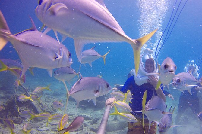 Sea Trek Helmet Dive at Coral World Ocean Park - Is $119 a fair price?