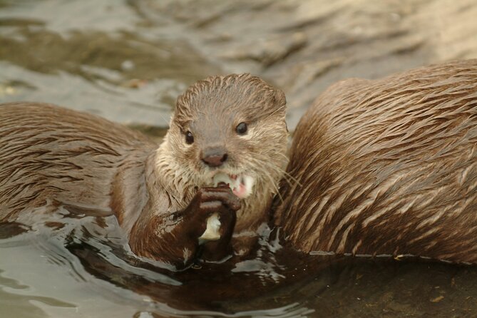 Sealife Benalmadena Entrance Ticket - The interactive rock pool is the family highlight