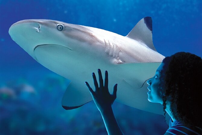Sealife Benalmadena Entrance Ticket - Who will enjoy SEA LIFE Benalmádena most?