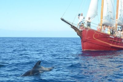 Sealife Dolphin & Whale Watching aboard Portuguese schooner
