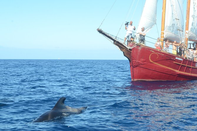 Sealife Dolphin & Whale Watching aboard Portuguese schooner - Anchoring for Lunch and an Atlantic Swim