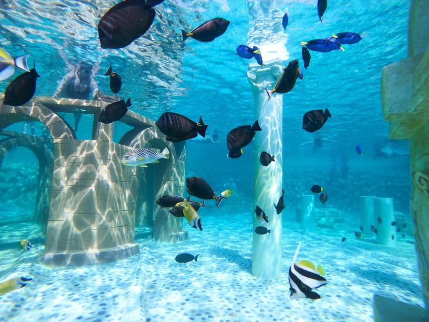 Seapark: Swimming in Pool Aquarium with Authentic Creatures - Lunch, drinks, and the practical facilities