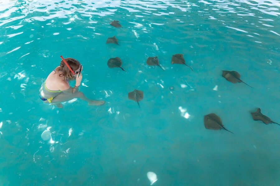 Seapark: Swimming in Pool Aquarium with Authentic Creatures - Is $142 fair for a full day?
