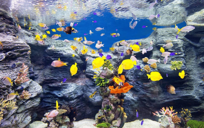 Seoul: Lotte World Aquarium Ticket - Key points to know before you go