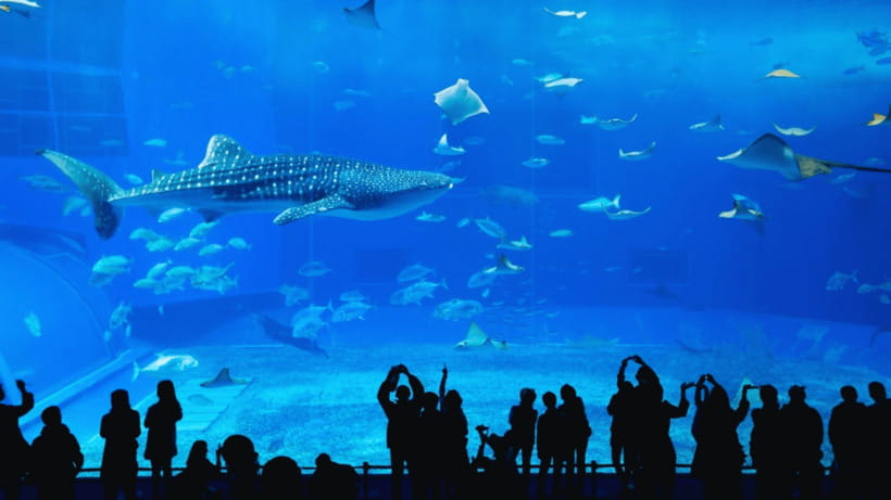 Seoul: Lotte World Aquarium Ticket - The 25-meter main tank is the aquarium’s big moment