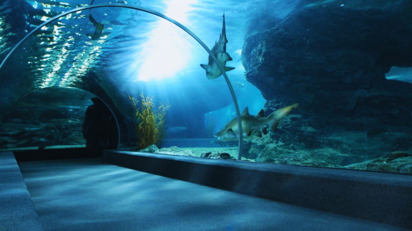 Seoul: Lotte World Aquarium Ticket - Underwater tunnels put you inside the action