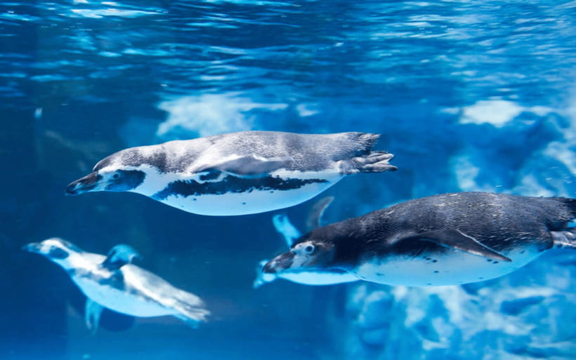 Seoul: Lotte World Aquarium Ticket - From freshwater rivers to five ocean zones
