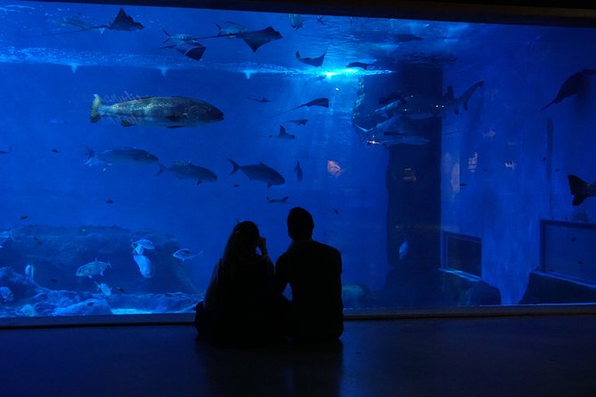 Seville Aquarium Admission Ticket - Sharks, Turtles, Rays, and the Smaller Displays