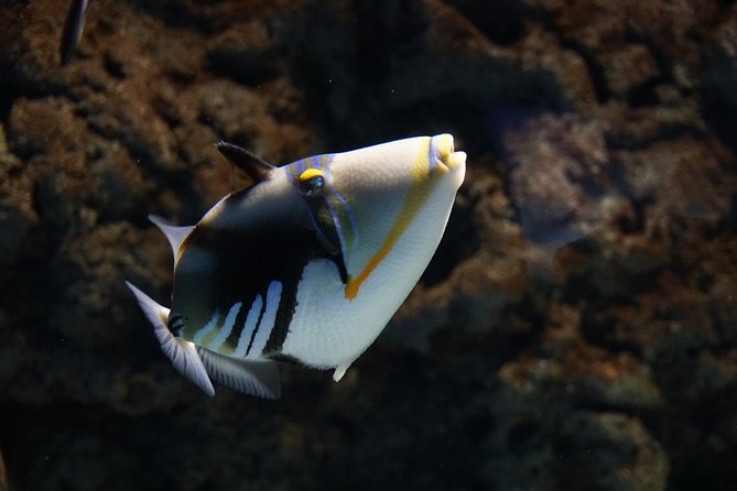 Seville Aquarium Admission Ticket - Visiting During Seville’s Hot Weather