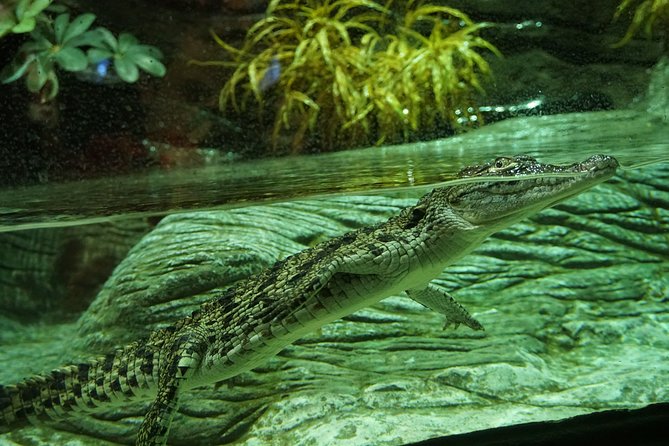 Seville Aquarium Admission Ticket - Is It Good for Adults Without Children?