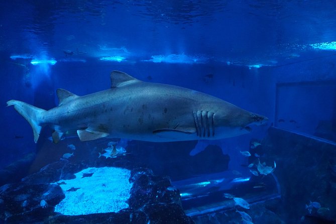 Seville Aquarium Admission Ticket - The nine-meter shark tank deserves your time