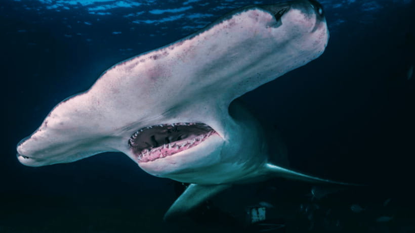 Shanghai: The Marine Wonders at Shanghai Ocean Aquarium - From Chinese waters to global marine zones