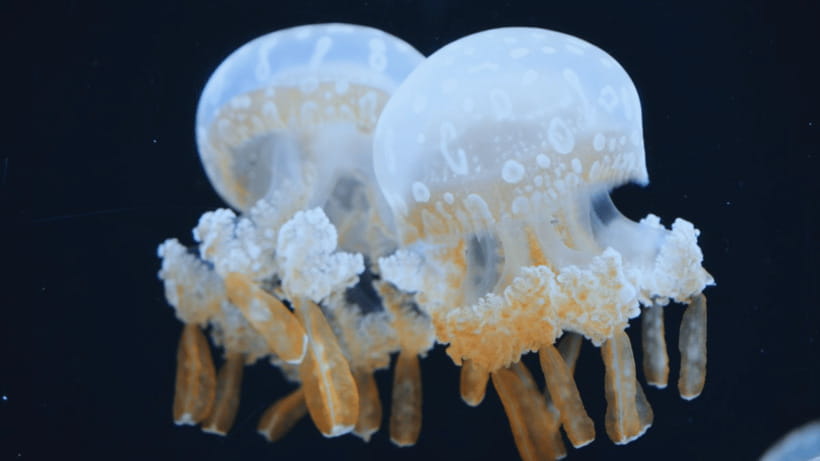Shanghai: The Marine Wonders at Shanghai Ocean Aquarium - Booking details that deserve your attention