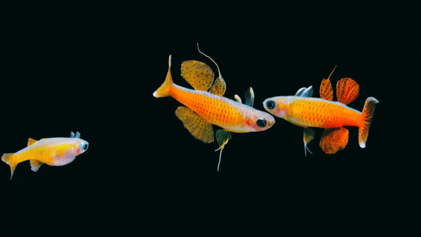 Shanghai: The Marine Wonders at Shanghai Ocean Aquarium - Who will enjoy this most?