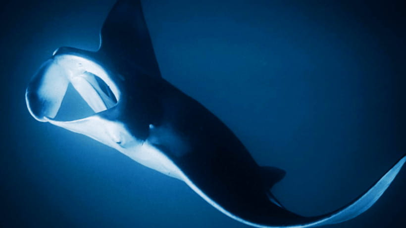 Shanghai: The Marine Wonders at Shanghai Ocean Aquarium - Live programs and interactive learning