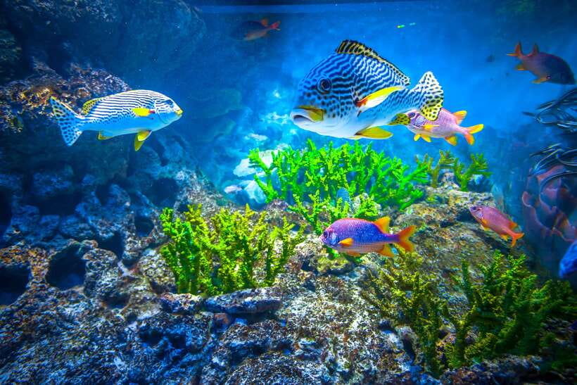 Singapore: Singapore Oceanarium Entrance E-Ticket - Spirit of Exploration adds the human story
