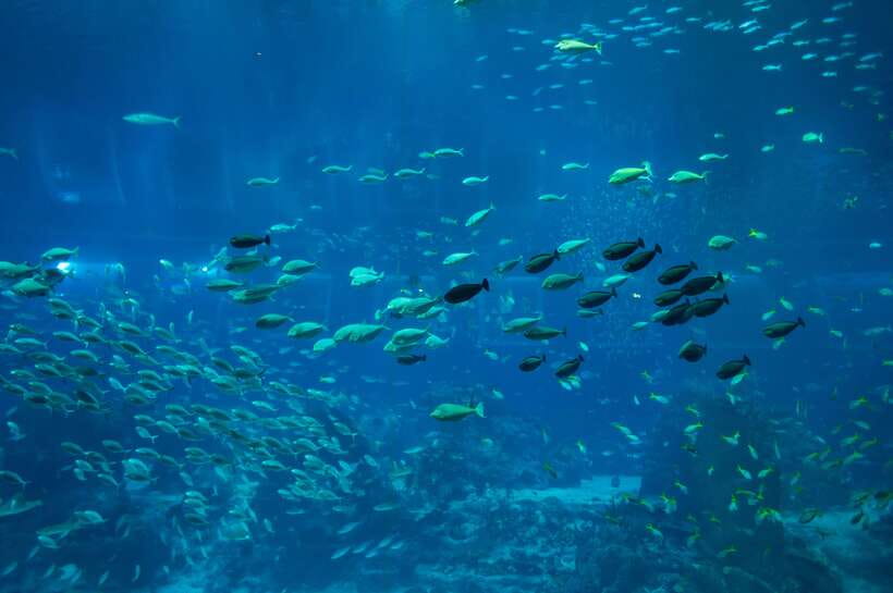 Singapore: Singapore Oceanarium Entrance E-Ticket - Opening celebrations and public programs