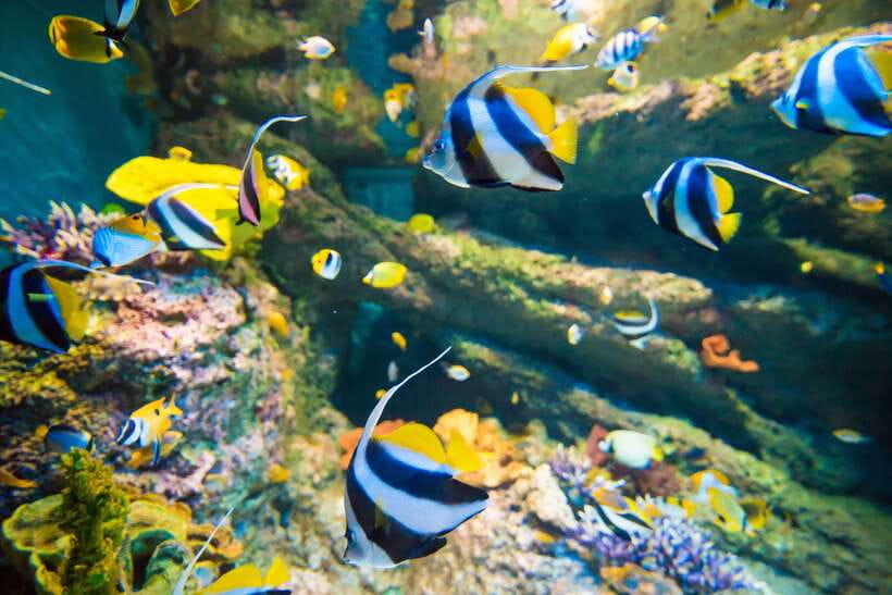 Singapore: Singapore Oceanarium Entrance E-Ticket - Skip the line, but do not skip preparation