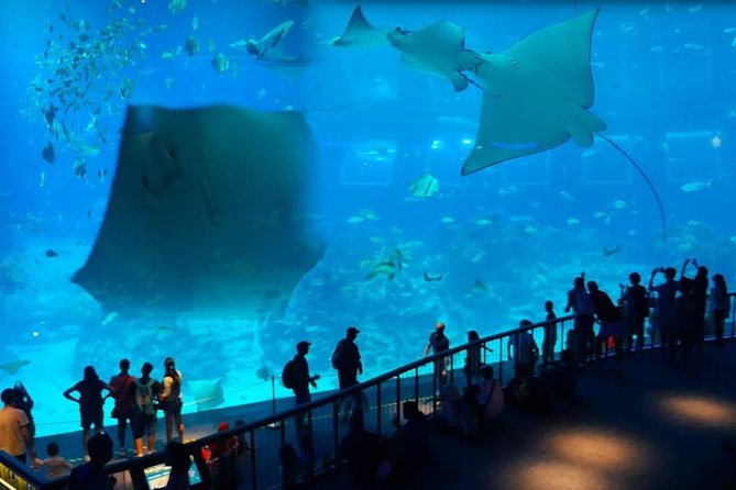 Singapore Universal Studio & S.E.A Aquarium-COMBO One-Day Pass(Shared transfer) - Starting at Universal Studios Singapore