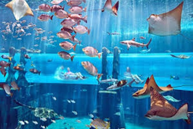 Skip The Line : Atlantis Lost Chambers Aquarium - Who will enjoy this aquarium most?