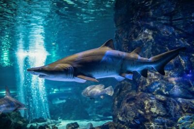 Skip the Line: The Greatest Urban Aquarium COEX Ticket(내국인불가)