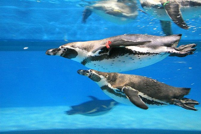 Skip the Line: The Greatest Urban Aquarium COEX Ticket(내국인불가) - Penguins and family-friendly animal displays