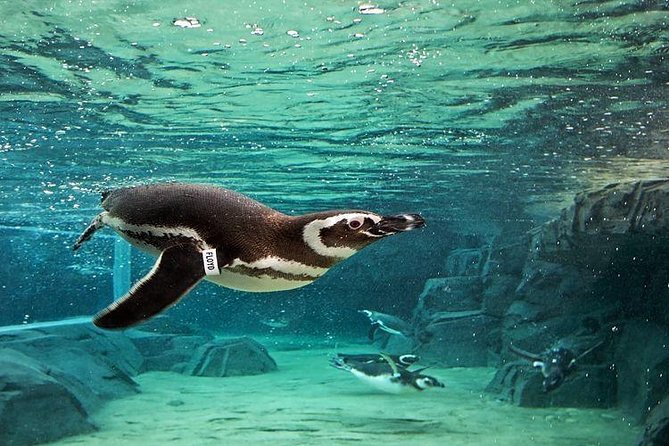 Skip the Ticketing Line: Aquarium of the Pacific General Admission Ticket - Arriving at Long Beach’s Aquarium Way